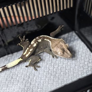 아잔틱
