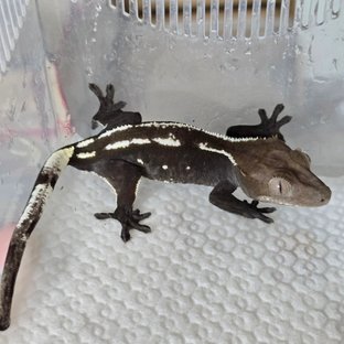 아잔틱