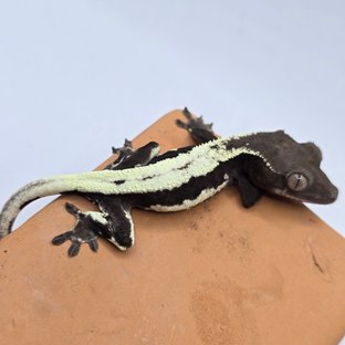 릴리 세이블 릴잔틱 세이블 아잔틱