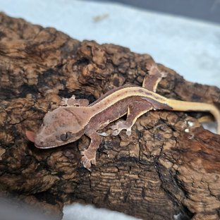 릴리100%헷아잔틱