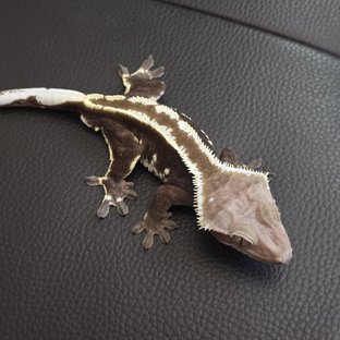 아잔틱