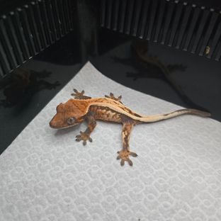 세이블