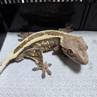 세이블