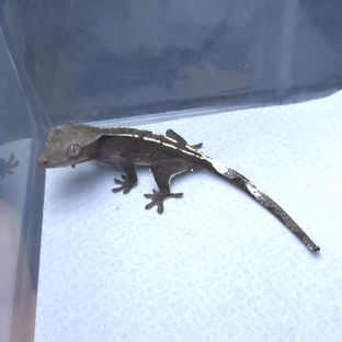 아잔틱
