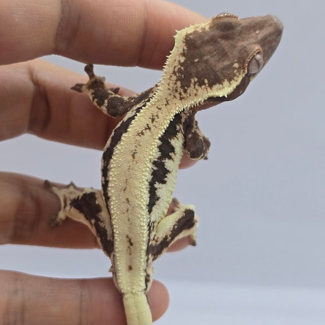 릴리100%헷아잔틱 100%헷아잔틱 릴리 세이블 세이블