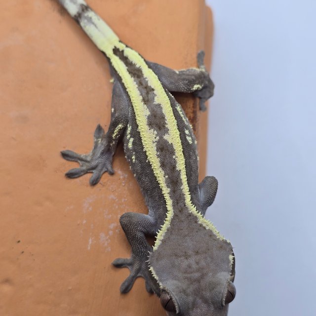 100%헷아잔틱 세이블