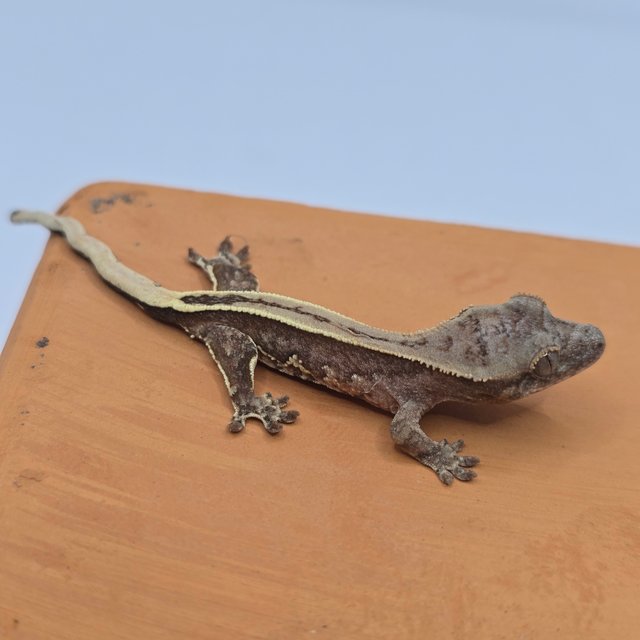 100%헷아잔틱 슈퍼스트라이프