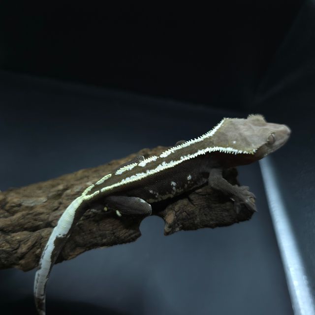 아잔틱