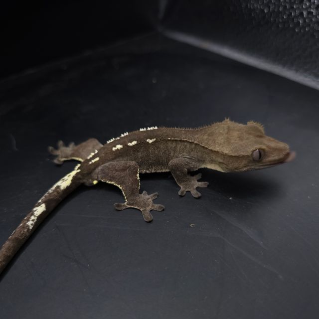 아잔틱