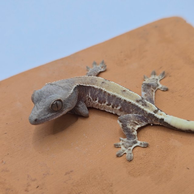 100%헷아잔틱 릴리100%헷아잔틱 프라푸치노 카푸치노