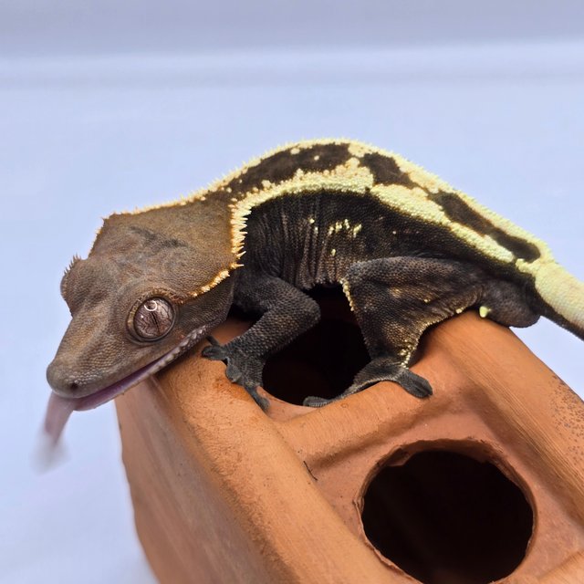 세이블 100%헷아잔틱