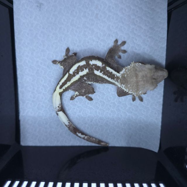 아잔틱