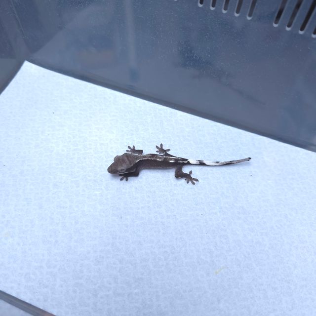 아잔틱
