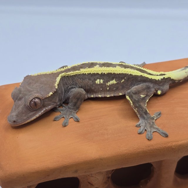 세이블 100%헷아잔틱