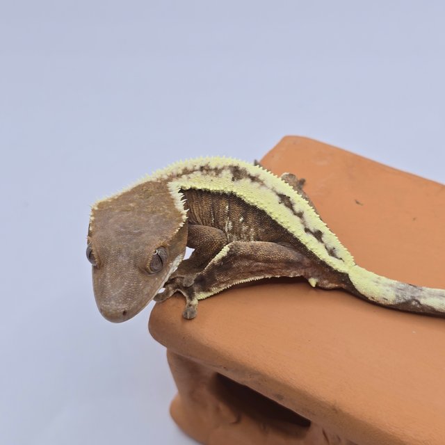 100%헷아잔틱 세이블