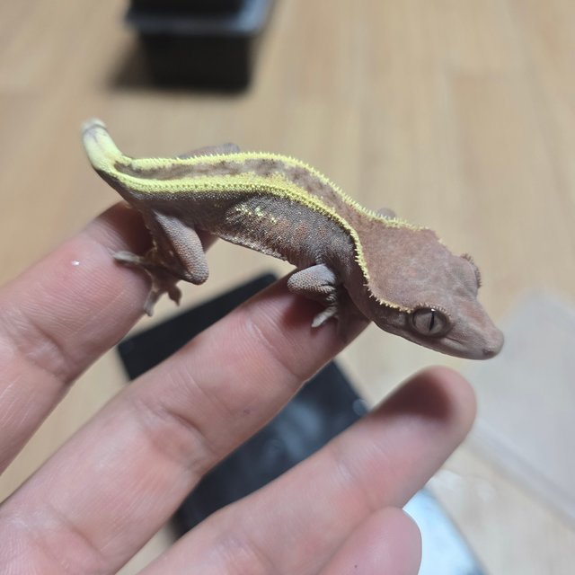 100%헷아잔틱 세이블