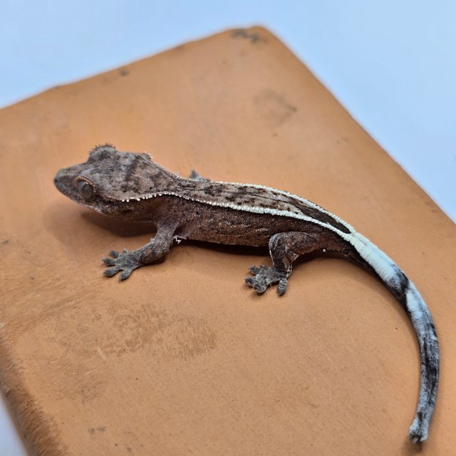 세이블 100%헷아잔틱