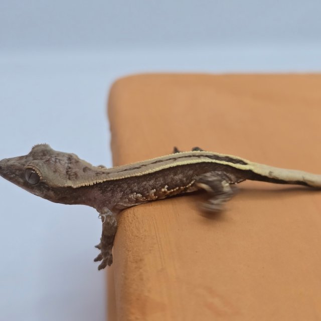 100%헷아잔틱 슈퍼스트라이프