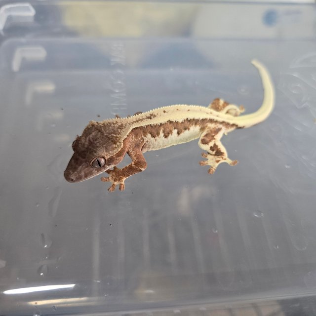 릴리 세이블 릴리100%헷아잔틱 100%헷아잔틱 세이블