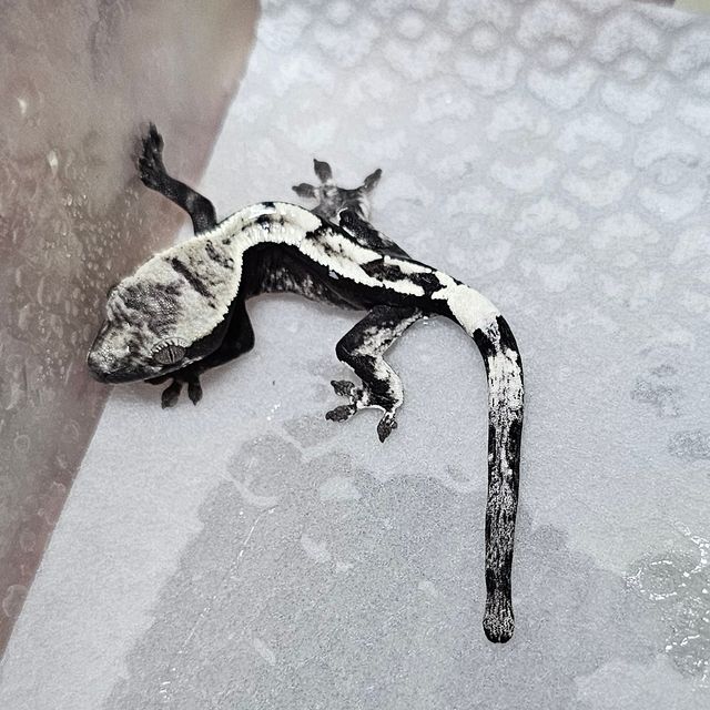아잔틱 세이블