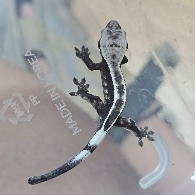 아잔틱 세이블