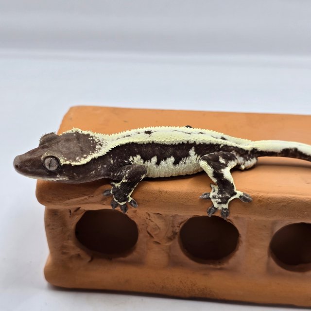 릴잔틱 세이블 릴리 세이블 아잔틱