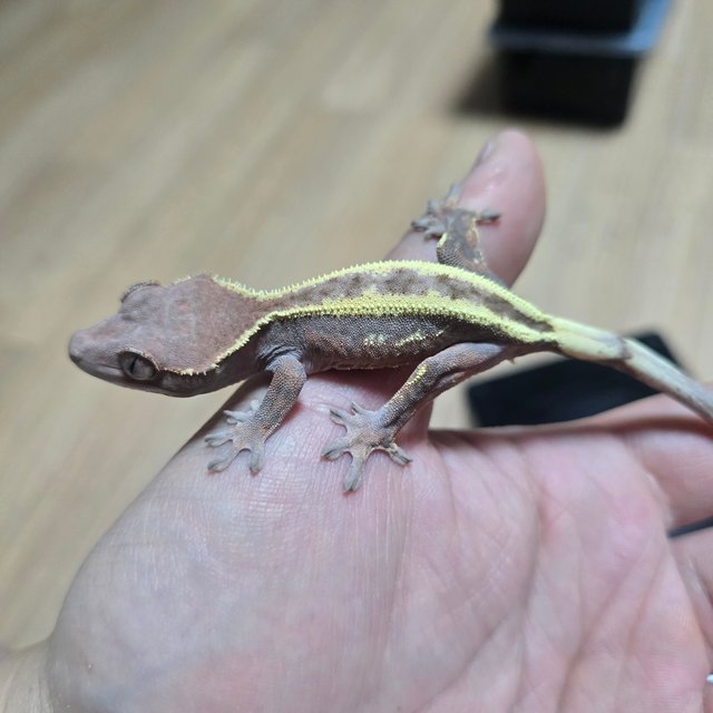 100%헷아잔틱 세이블