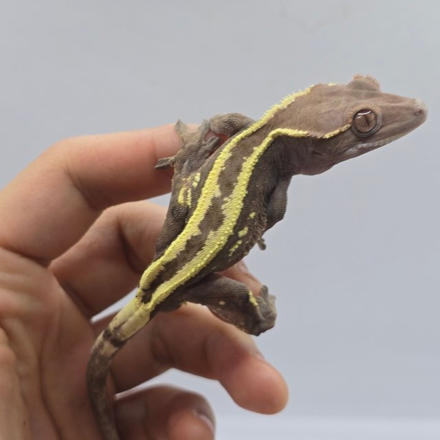 세이블 100%헷아잔틱