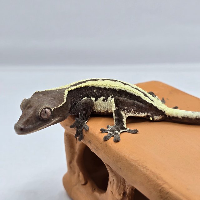 릴리 세이블 세이블 릴잔틱 아잔틱