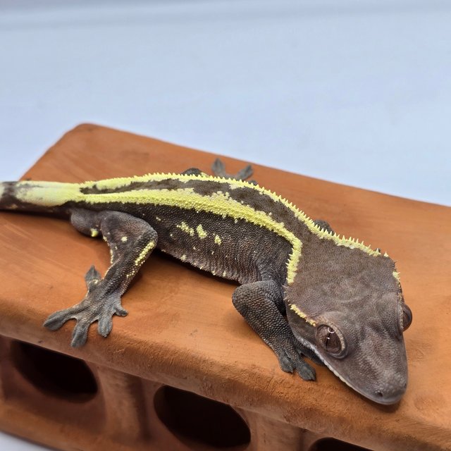 세이블 100%헷아잔틱