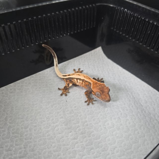 세이블