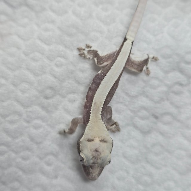 릴잔틱 솔리드백