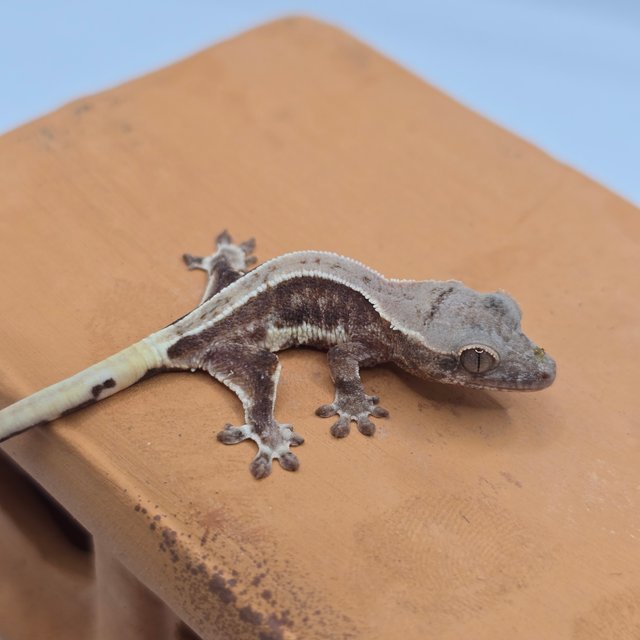 릴리100%헷아잔틱