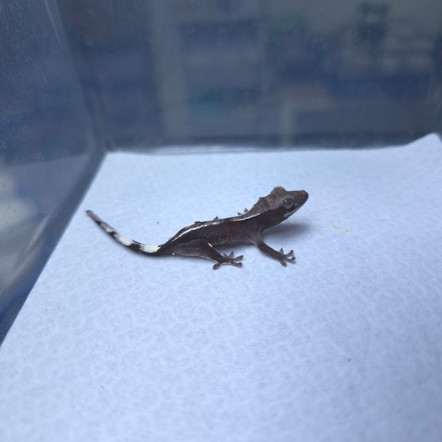 아잔틱