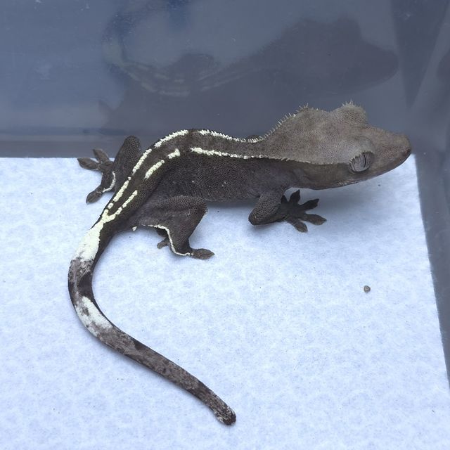아잔틱