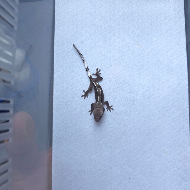 아잔틱