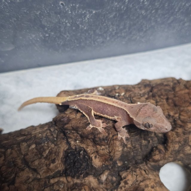 릴리100%헷아잔틱