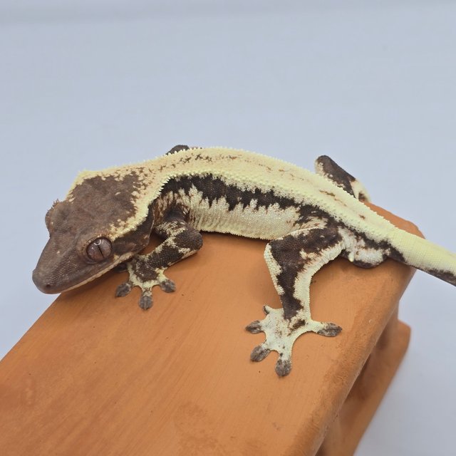 릴리100%헷아잔틱 100%헷아잔틱 릴리 세이블 세이블