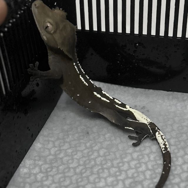 아잔틱