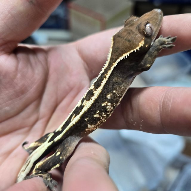 100%헷아잔틱 세이블