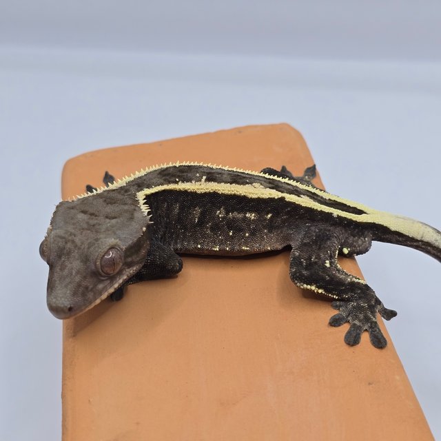 100%헷아잔틱 세이블