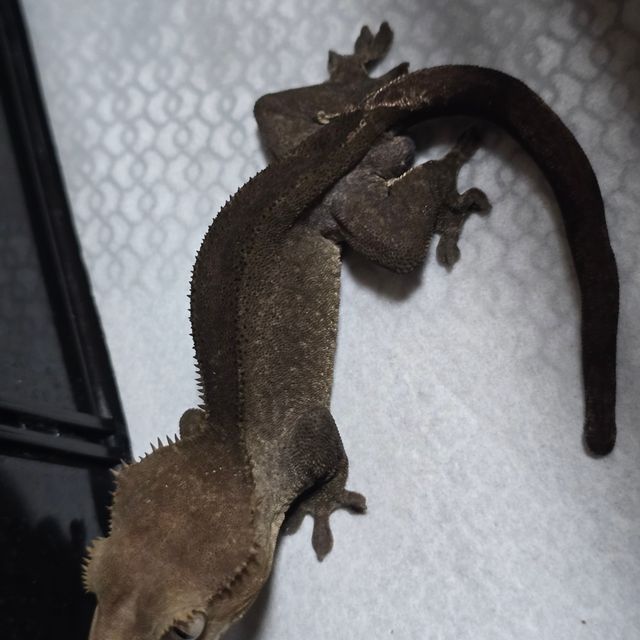 팬텀 아잔틱