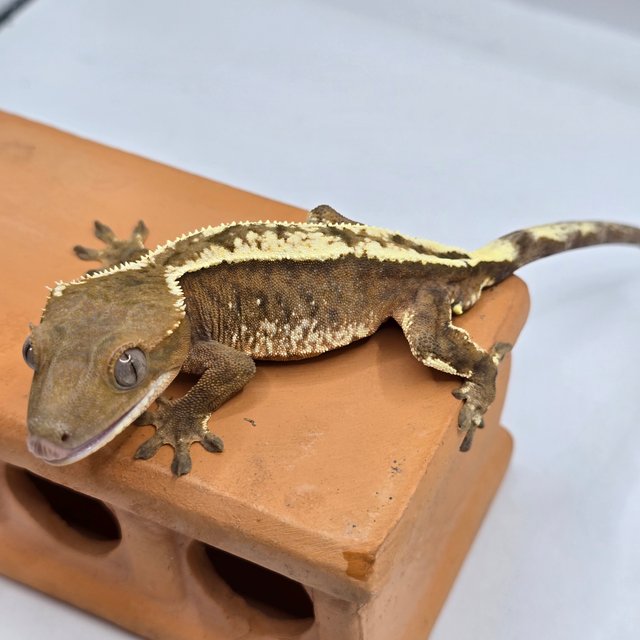 100%헷아잔틱 세이블