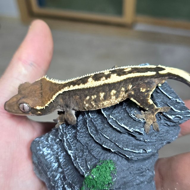 100%헷아잔틱 세이블