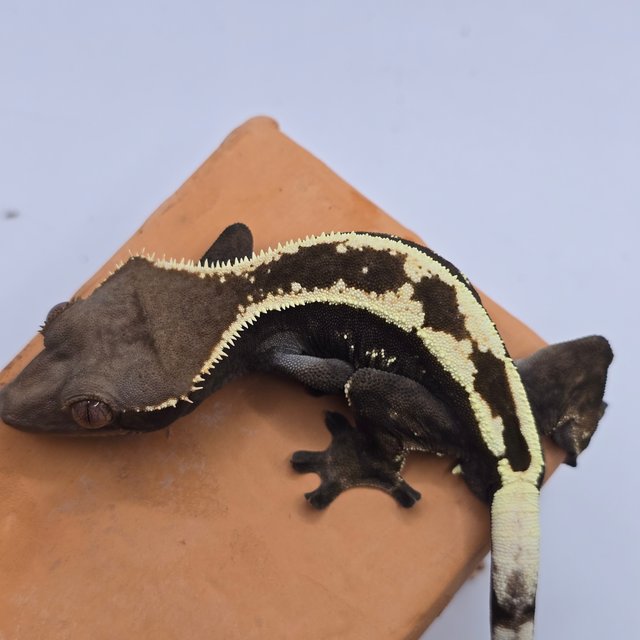 100%헷아잔틱 세이블