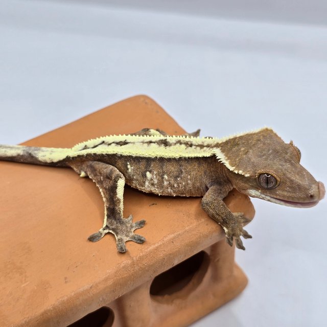 100%헷아잔틱 세이블