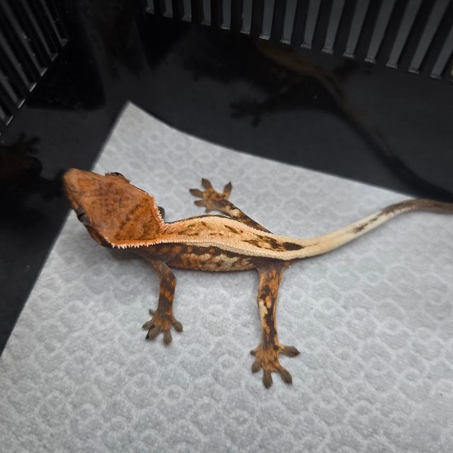 세이블