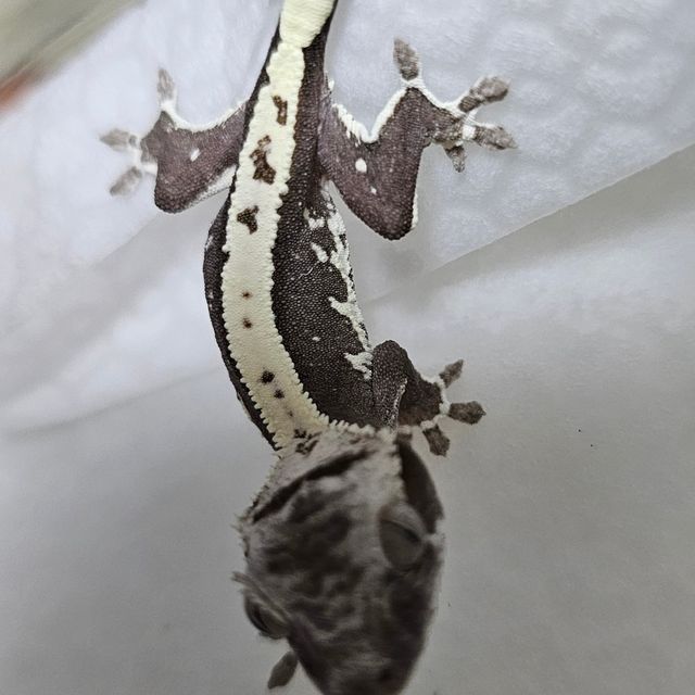릴잔틱