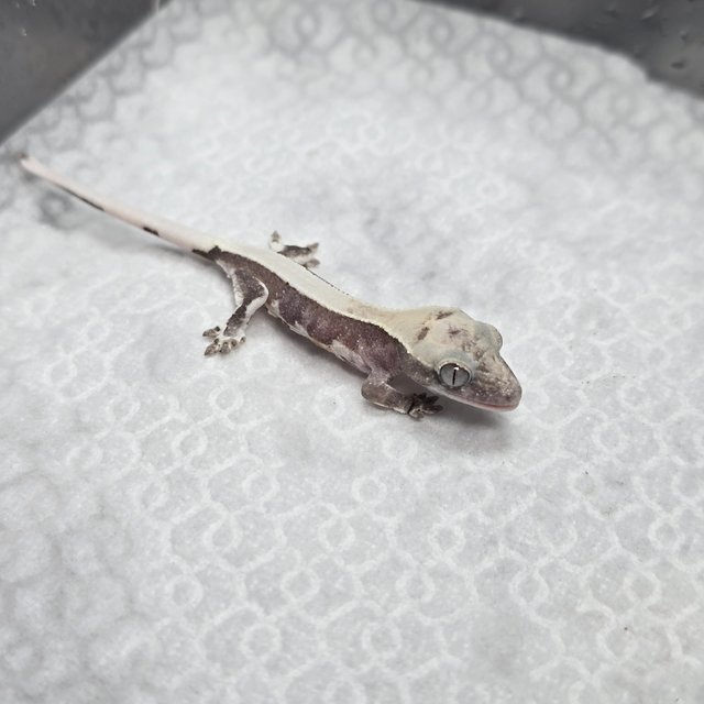 릴잔틱 솔리드백