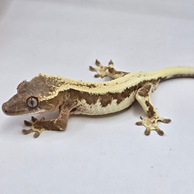 릴리100%헷아잔틱 릴리 세이블 세이블 100%헷아잔틱